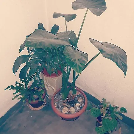 Hostel Randi Mamola *